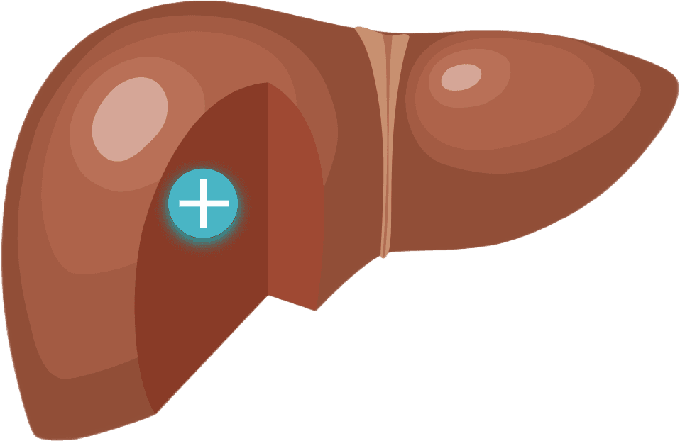 Image of healthy liver